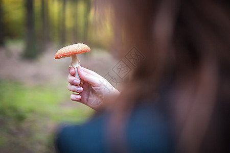 持有蘑菇俗称苍蝇长发或苍蝇长发的女性是阿曼尼塔人的一种易碎药食物木板毒蝇危险生物学树叶植物叶子森林艺术图片