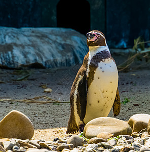 站在海岸的企鹅 无飞行的半水生鸟类 来自南美洲的脆弱动物种类等近身幼鸟图片