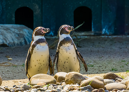 洪堡企鹅夫妇站在岸边 半水鸟 来自南美洲的脆弱动物图片