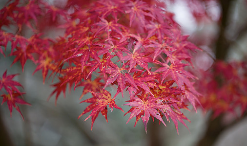 秋天的景象是日本多彩的叶子森林橙子植物树木树叶红色蓝色季节天空黄色图片