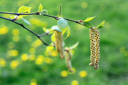 春天公园特写的桦树柳絮 对春天开花植物花粉的过敏概念森林哮喘草本植物枝条宏观季节生长照片叶子公园图片