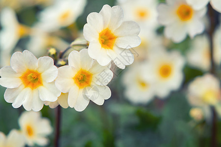 在春花花园的花棚上 白棱柱花朵图片
