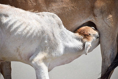 可爱的小牛犊喝着母亲的牛奶 印度奶牛喂牛奶给她的小牛 特写 夏季的印度乡村背景阳光牧场田园风光雌性家畜奶牛场哺乳动物宠物孩子图片