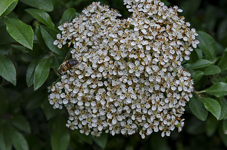 春节时在科东斯特的树枝上 有蜜蜂 白叶和小白鲜花图片