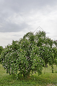 布希 花园里盛着野玫瑰 奶油或罗莎罐菜花的鲜花植物学玫瑰枝条宏观叶子蔷薇花瓣植物药品水果图片