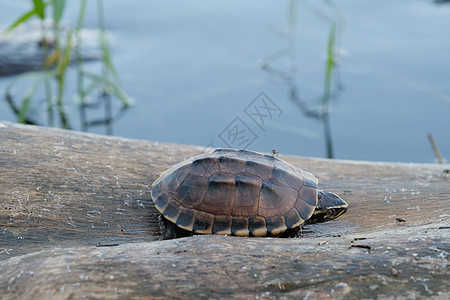 小棕色乌龟住在一个小池塘的原木上 有文字复制空间游泳环境墙纸两栖野生动物动物婴儿日志爬虫成人图片