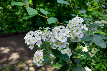 一只Guelder玫瑰Viburnum 在花园中开花园艺绿色雪球太阳背景花头植物花束叶子季节图片