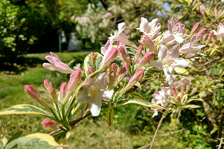 一朵明亮的白苹果树花 闪耀着春日的光芒图片