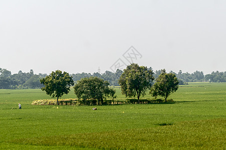 绿色春天草地上的树木 农村农业领域背景 充满谷类作物的农业绿化 美丽的自然风光 日落时晴朗的天空 印度农村夏季景观旅行农场阳光田图片