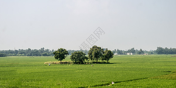 绿色春天草地上的树木 农村农业领域背景 充满谷类作物的农业绿化 美丽的自然风光 日落时晴朗的天空 印度农村夏季景观稻田旅游太阳农图片