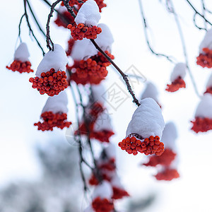 雪中罗旺族图片