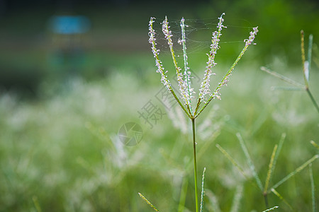 模糊背景的草花选择焦点 F蜘蛛昆虫水滴针叶树摄影花药动物小麦苔藓植被图片