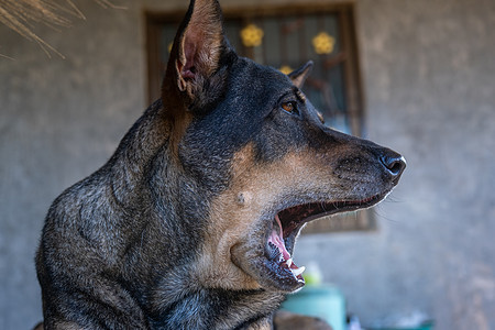 棕色金色猎犬坐着放松打哈欠图片