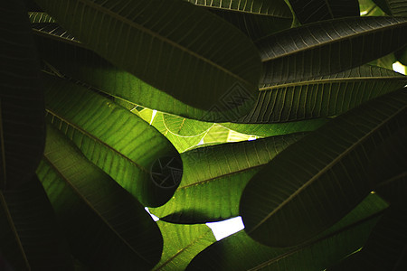 绿色休假的美好自然美景植物群生物学丛林植物学绿色植物生态种植园药品荒野植物图片