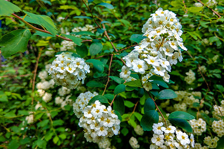 白花和绿叶 普通的亚特兰大植物图片