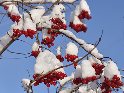 在雪雪中与蓝天对立的 红贝子莓图片