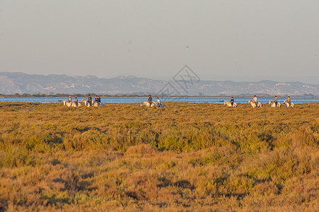 法国南部Camargues 地貌景观火烈鸟沼泽白鹭全景苍鹭盐水假期贝壳旅游环境图片