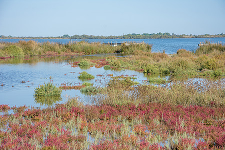 法国南部Camargues 地貌景观芦苇贝壳池塘火烈鸟环境青蛙盐水旅游树蛙玫瑰图片