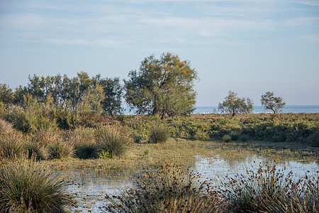 法国南部Camargues 地貌景观假期贝壳白鹭火烈鸟沼泽太阳沙丘玫瑰苍鹭盐水图片