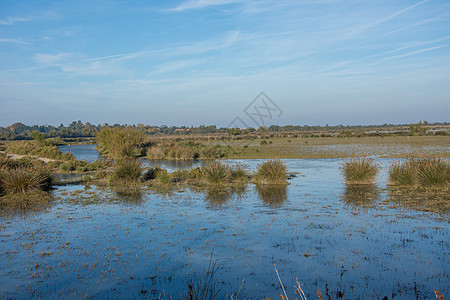 法国南部Camargues 地貌景观白鹭树蛙池塘盐水旅游青蛙热情太阳芦苇环境图片