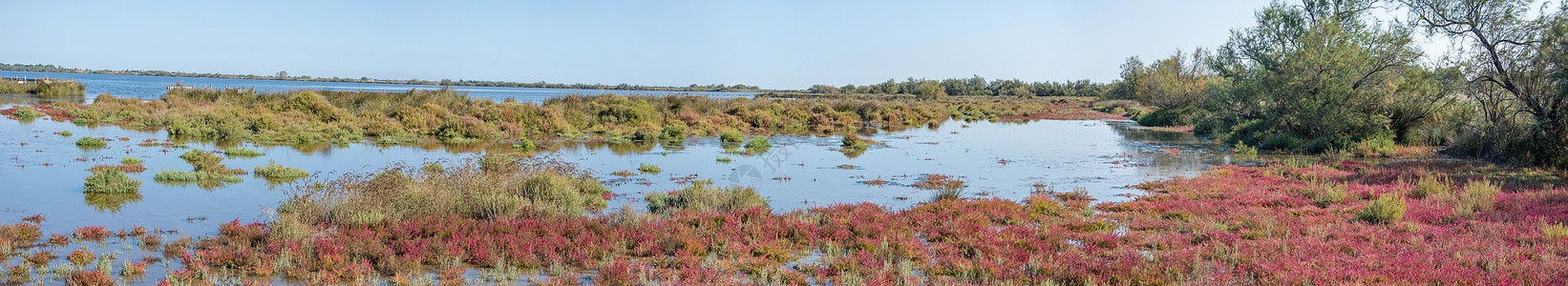 法国南部Camargues 地貌景观太阳热情环境玫瑰沼泽假期青蛙池塘芦苇盐水图片