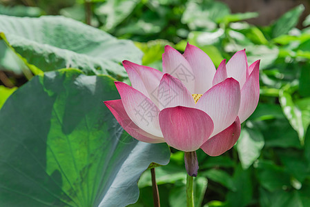 盛开全花越南粉红莲花 有大绿叶植物星状国家异国池塘荷花蓝藻花瓣热带睡莲图片