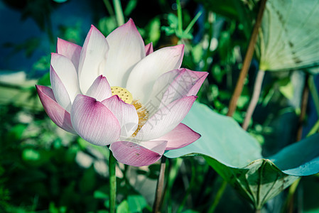 盛开全花越南粉红莲花 有大绿叶荷花叶子睡莲植物国家植物学意志热带百合池塘图片