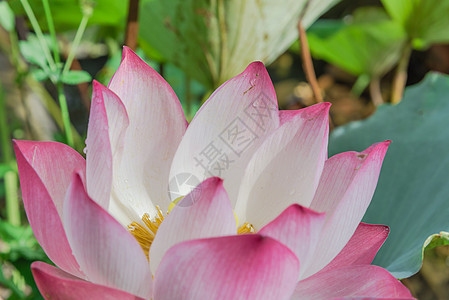在越南 花朵上滴水 与金色的花冠一同盛开的粉红莲花在越南荷花国家热带星状意志核桃属叶子花瓣情调池塘图片