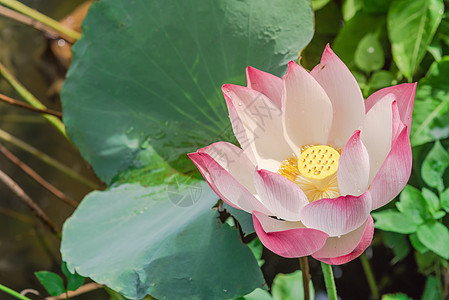 在越南 花朵上滴水 与金色的花冠一同盛开的粉红莲花在越南花瓣百合睡莲星状热带核桃属情调叶子植物池塘图片