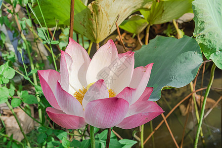 在越南 花朵上滴水 与金色的花冠一同盛开的粉红莲花在越南蓝藻情调花瓣星状荷花意志异国核桃属睡莲植物学图片