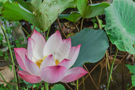 在越南 花朵上滴水 与金色的花冠一同盛开的粉红莲花在越南百合植物学花瓣异国蓝藻国家星状核桃属情调热带图片