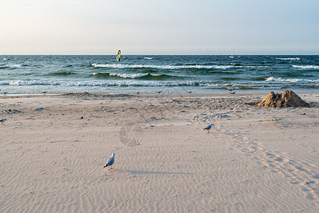 海边有海鸥的黄昏 夏季 金色时波浪海洋橙子日落天空航班墙纸地平线太阳自由图片