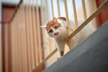 倒在楼梯箱上宠物楼梯胡须动物猫科上行小猫建筑红色眼睛图片