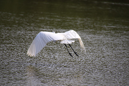 在红树林中飞行的美丽的贝雷帽 Egret Fly 飞过水面图片