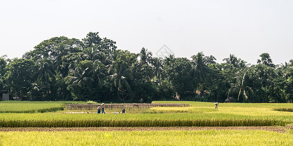 绿色春天草地上的稻田 农村农业领域背景 与谷类作物的农业绿化 夏日日落时乡村美丽的自然景观图片