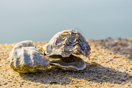 特写 海洋和海滩背景的2个牡蛎壳 海洋生物动物壳图片