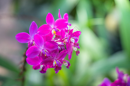 五颜六色的花的背景图片季节花束花瓣生长紫色粉色植物群植物宏观背景图片