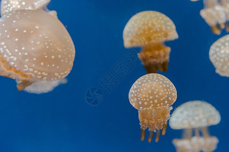 水族馆里的Jellyfish荒野野生动物水母潜水海洋热带生活海蜇危险异国图片
