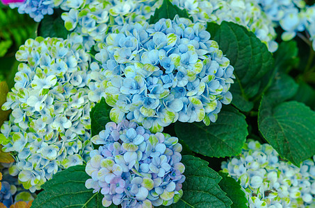 蓝色花朵美丽紫色花瓣衬套绣球花花园公园植物群植物学绿色图片