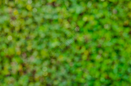 绿色自然背景艺术热带森林晴天太阳框架草本植物叶子墙纸阳光图片