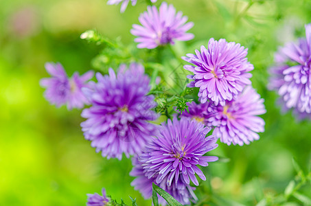 紫青菊花图片