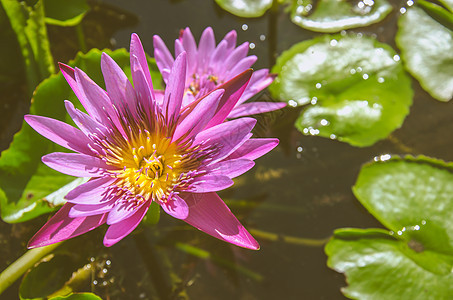 莲花粉粉老旧粉色百合植物植物群花园叶子池塘白色绿色花瓣图片