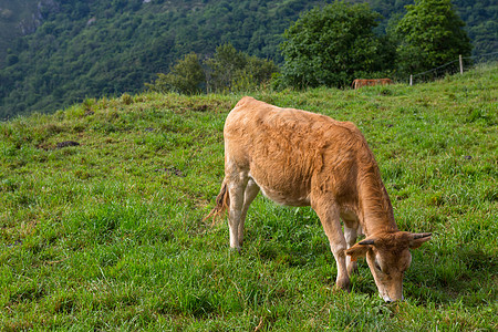农场奶牛顶峰天空场地山峰农村旅游动物牧场公园家畜图片