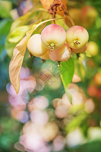 分支上的苹果农场花园果园园艺树叶叶子绿色食物红色季节图片