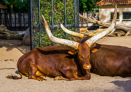 热带奶牛从美国长出巨大的角来繁衍 在地上埋着一只安科勒瓦图西的近视肖像图片
