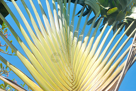 香蕉树花束热带花园雨林异国嫩叶植物丛林植物群树叶图片