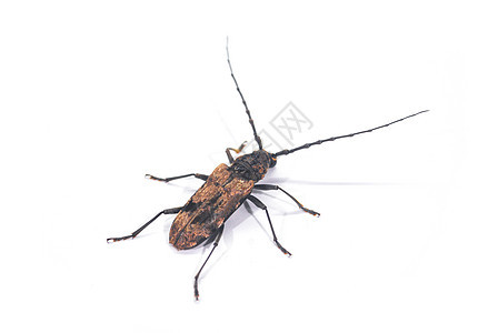 斯卡布甲虫甲虫蛴螬怪物鞘翅翅膀昆虫学天牛花园热带昆虫图片