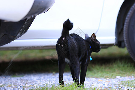 黑猫在花园里撒尿 黑猫不在花盆里撒尿 概念训练猫在花盆里撒尿公寓里的概念厕所猫图片