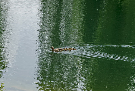 一只母鸡野鸭或阿纳斯白螺 和他们用棕羽毛在湖边游泳的鸭子图片