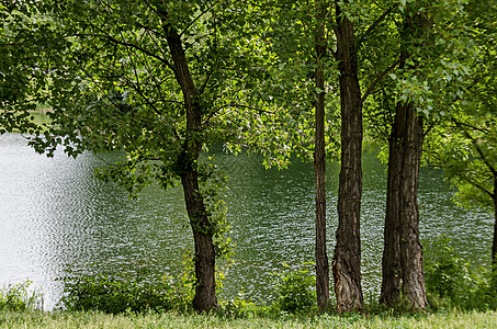 在住宅区Drujba的一棵新鲜树和湖泊上春青绿树叶旅行季节阳光住宅风景衬套叶子天空分支机构图片